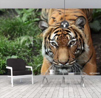 Picture of Malayan tiger Panthera tigris jacksoni